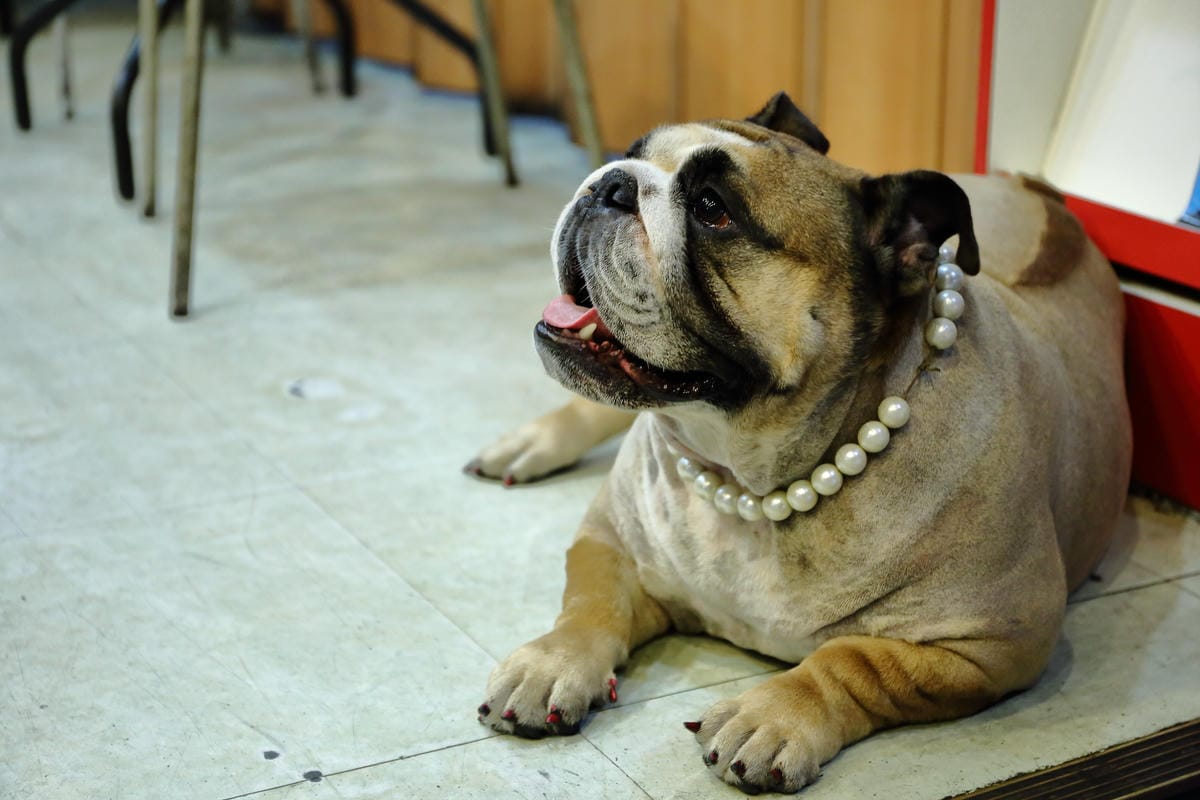 【食||板橋】鬥牛犬碳烤吐司〜板橋宵夜新風潮！好吃的碳烤三明治，貓狗店長坐檯陪你吃！
