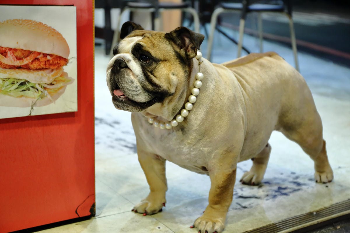 【食||板橋】鬥牛犬碳烤吐司〜板橋宵夜新風潮！好吃的碳烤三明治，貓狗店長坐檯陪你吃！