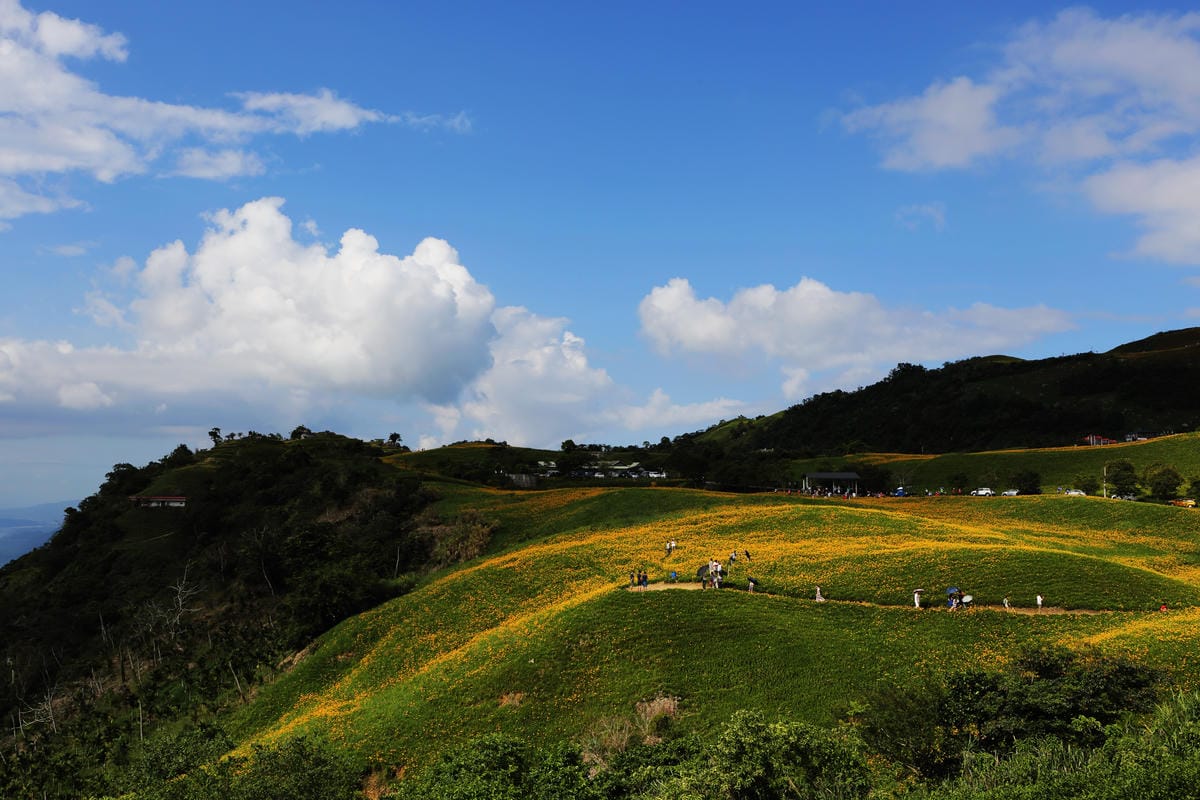 【遊||花蓮】一生一定要來感動一次的無敵美景～花蓮六十石山金針花季最新花況！