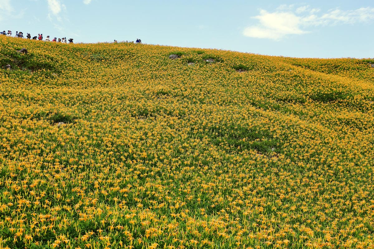 【遊||花蓮】一生一定要來感動一次的無敵美景～花蓮六十石山金針花季最新花況！