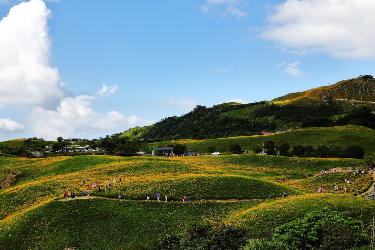 【遊||花蓮】一生一定要來感動一次的無敵美景～花蓮六十石山金針花季最新花況！