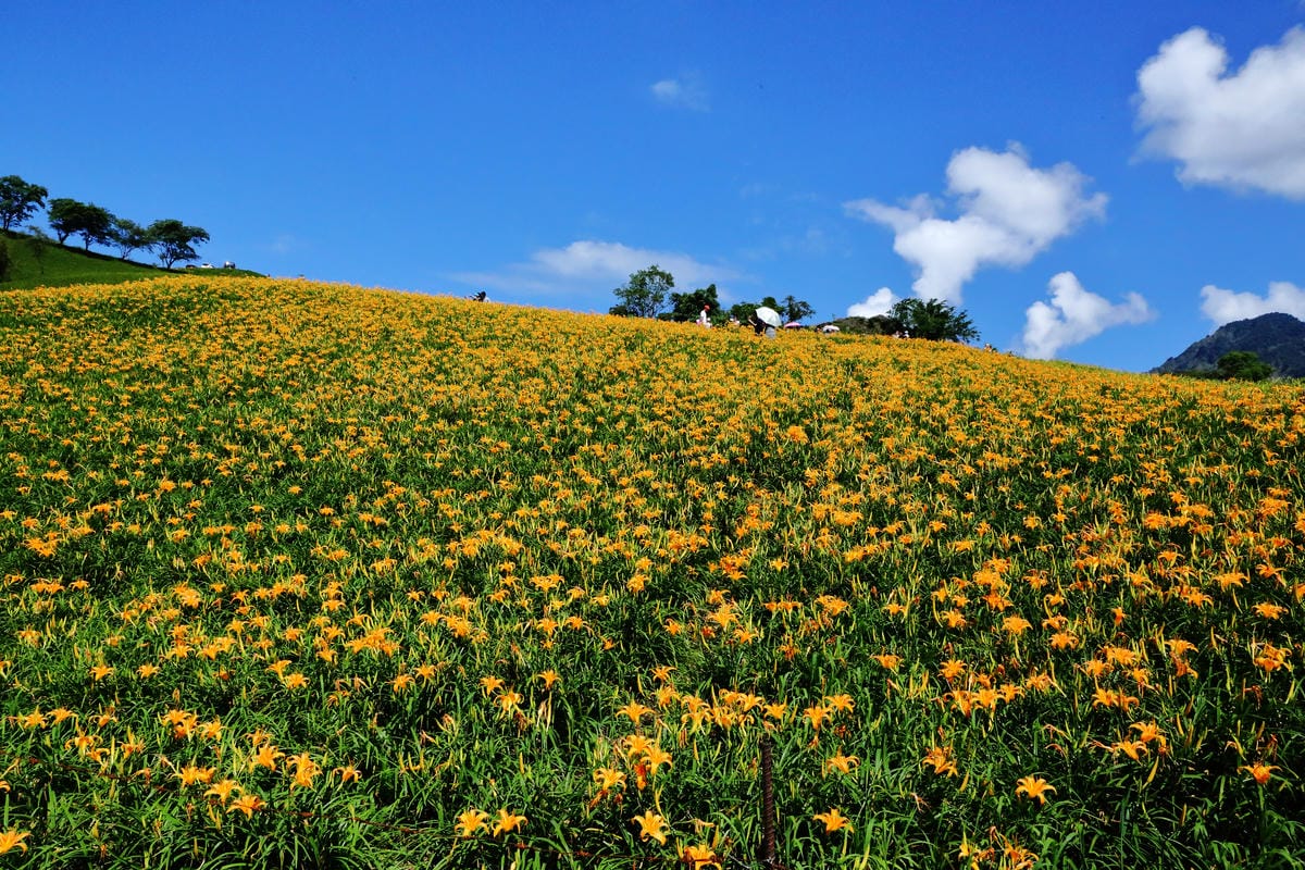 【遊||花蓮】一生一定要來感動一次的無敵美景～花蓮六十石山金針花季最新花況！