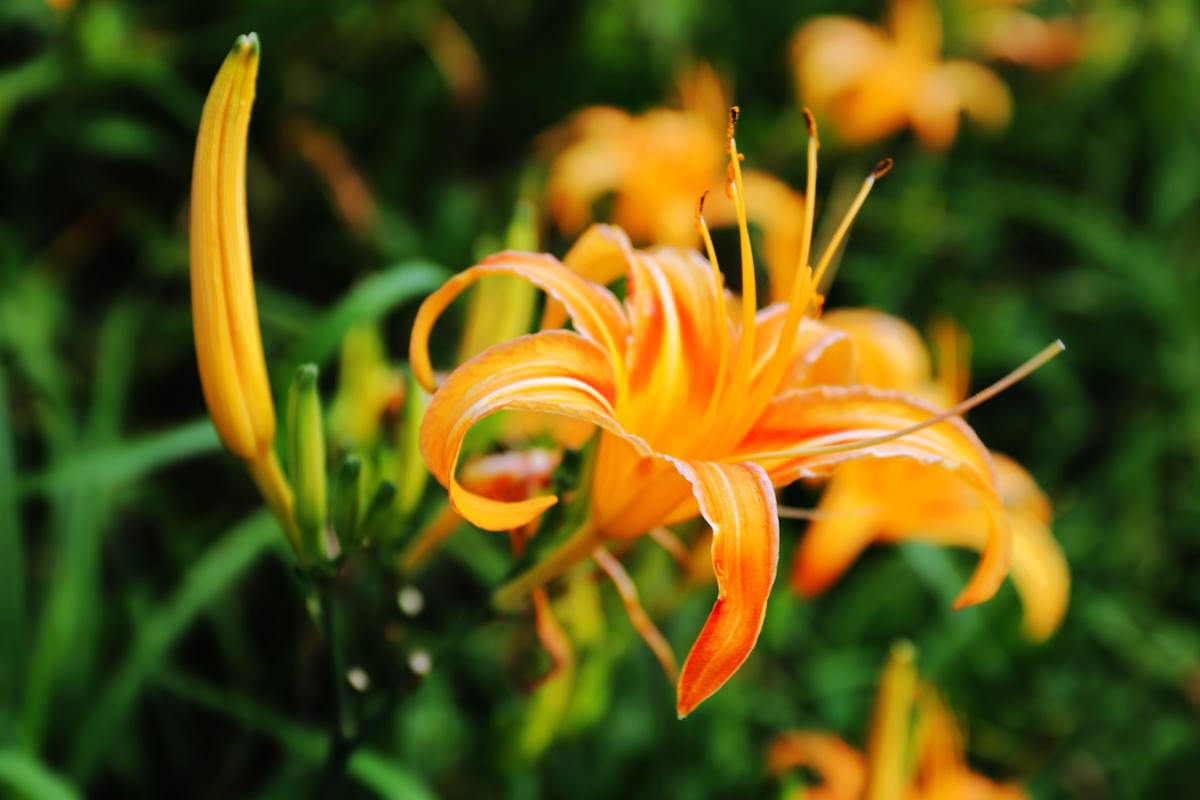 【遊||花蓮】一生一定要來感動一次的無敵美景～花蓮六十石山金針花季最新花況！