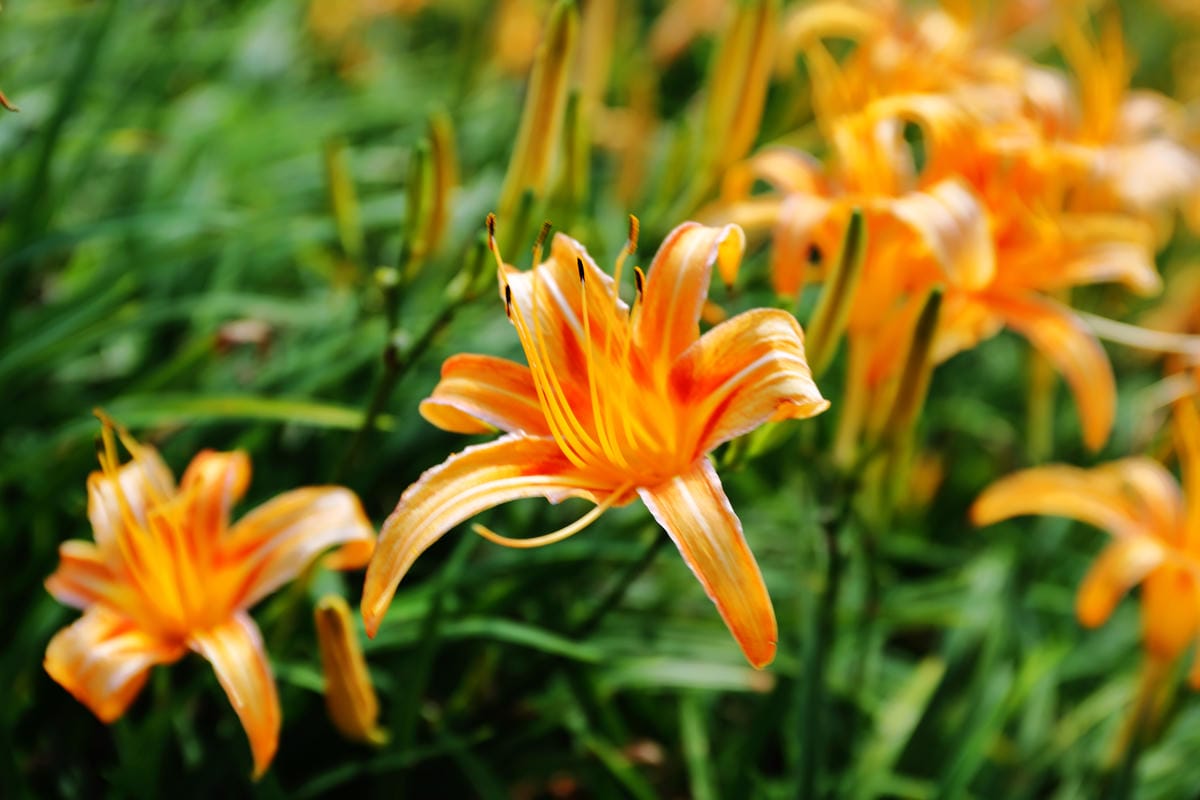 【遊||花蓮】一生一定要來感動一次的無敵美景～花蓮六十石山金針花季最新花況！