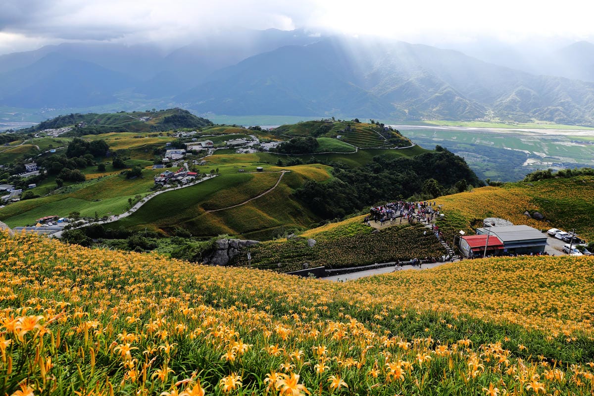 【遊||花蓮】一生一定要來感動一次的無敵美景～花蓮六十石山金針花季最新花況！