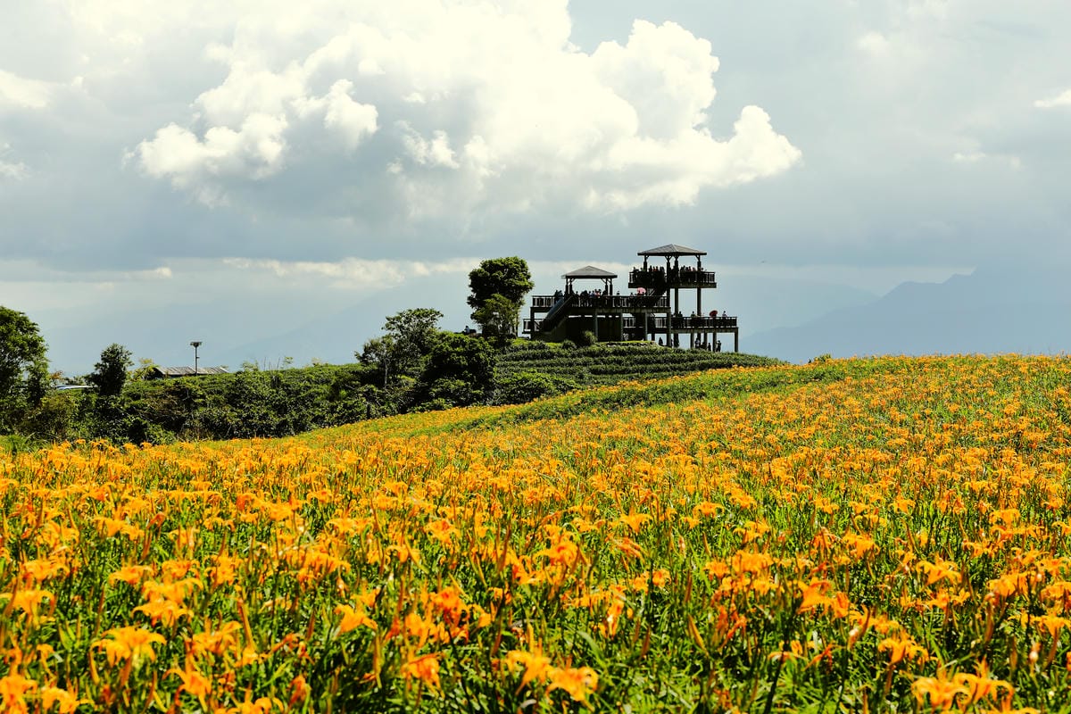【遊||花蓮】一生一定要來感動一次的無敵美景～花蓮六十石山金針花季最新花況！