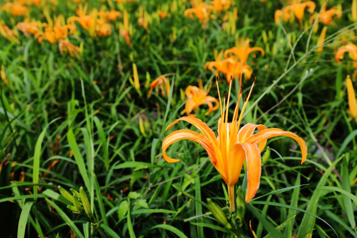 【遊||花蓮】一生一定要來感動一次的無敵美景～花蓮六十石山金針花季最新花況！
