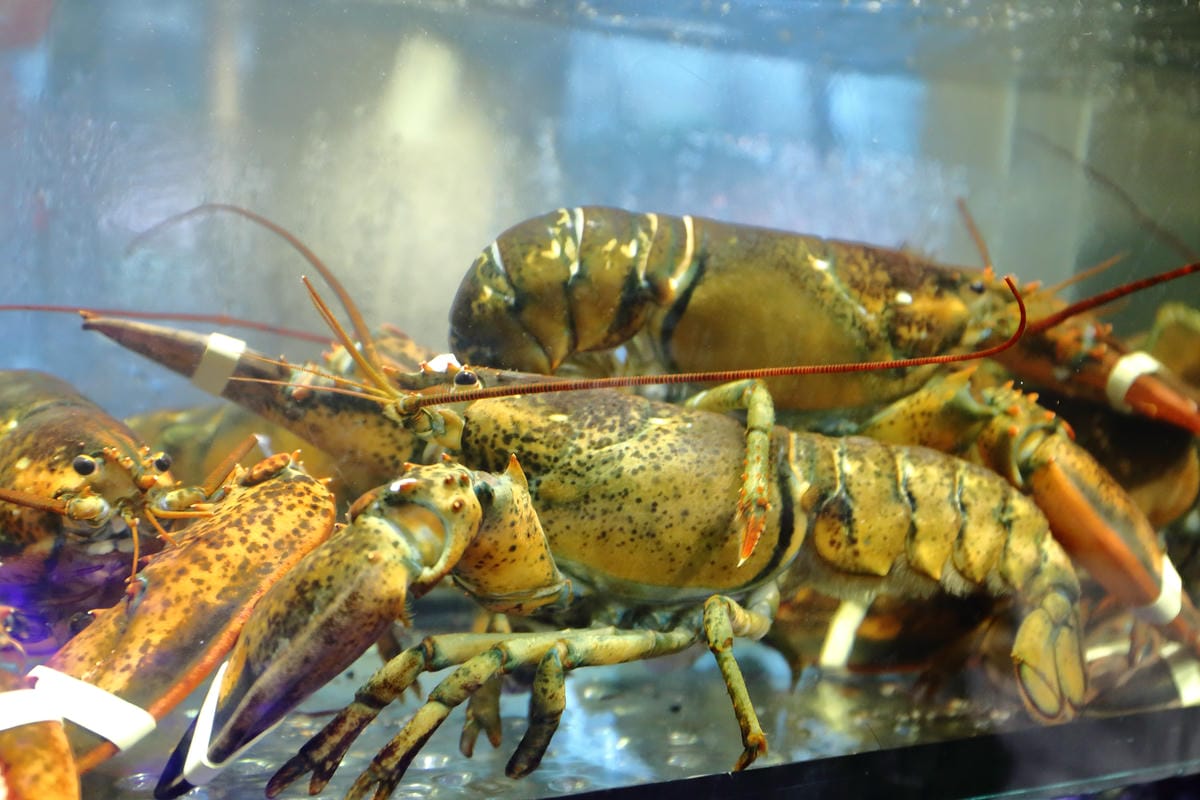 【食||台北】百家樂鐵板燒〜台北鐵板燒。精緻鐵板料理，高CP值海陸全餐，就是給你一整隻活龍蝦！