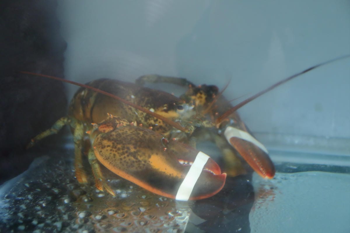 【食。板橋】樂聚鍋物〜板橋火鍋新開幕。一共9種海鮮的無敵海鮮盤，超澎湃又超高CP值的海陸火鍋！(已歇業)