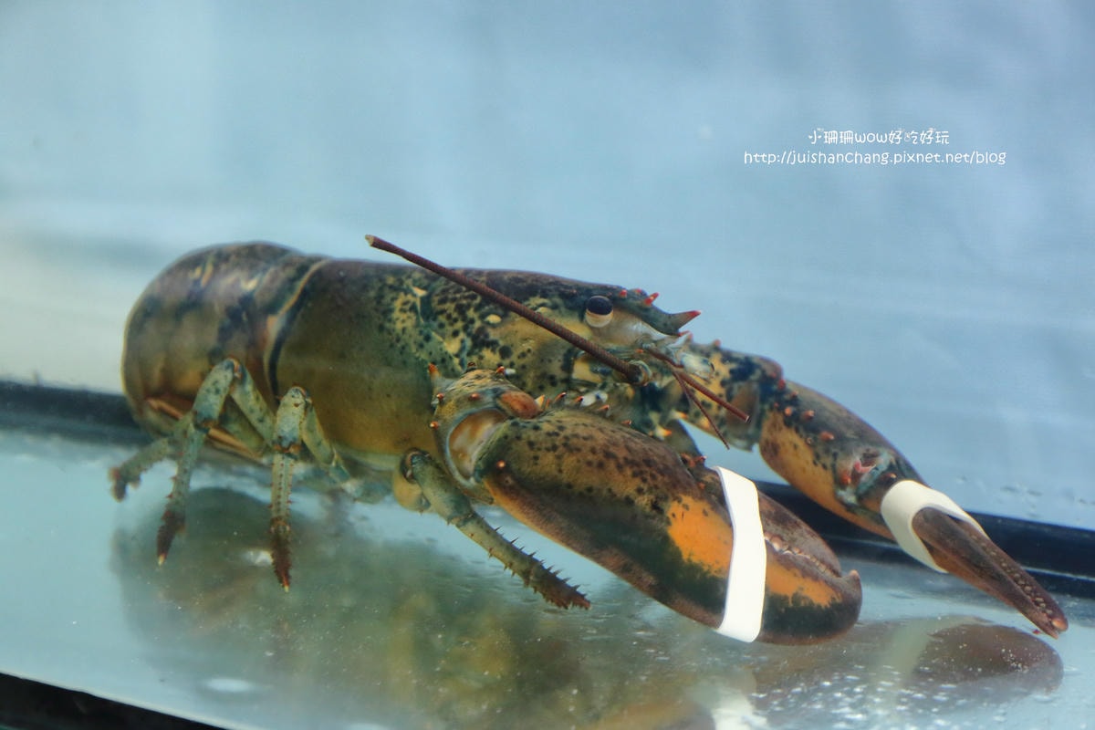 【食。蘆洲】玖肆伍鮮海鮮燒烤〜大啖生猛海鮮,豐富海鮮食材讓你吃到新鮮原味
