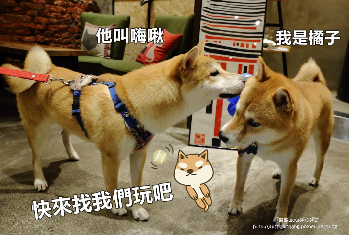 【食。永和】捲尾巴寵物友善餐廳X複合式小酒館～有柴犬店長陪吃飯，萌指數破表！老闆手作創意料理，還有意想不到的限量菜色喔！