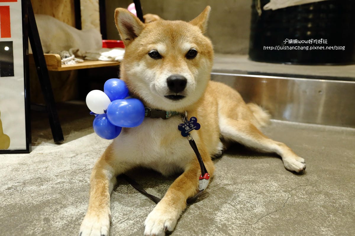 【食。永和】捲尾巴寵物友善餐廳X複合式小酒館～有柴犬店長陪吃飯，萌指數破表！老闆手作創意料理，還有意想不到的限量菜色喔！