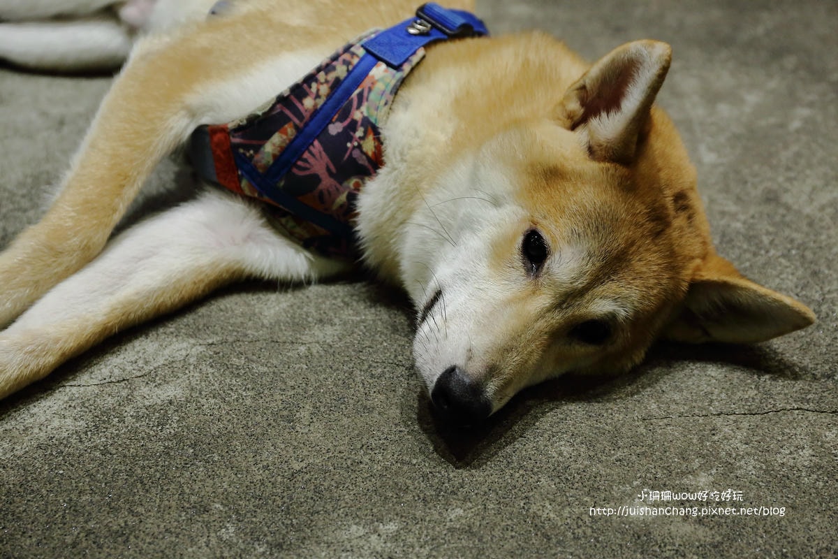 【食。永和】捲尾巴寵物友善餐廳X複合式小酒館有柴犬店長陪吃飯,萌指數破表!老闆手作創意料理,還有意想不到的限量菜色喔!