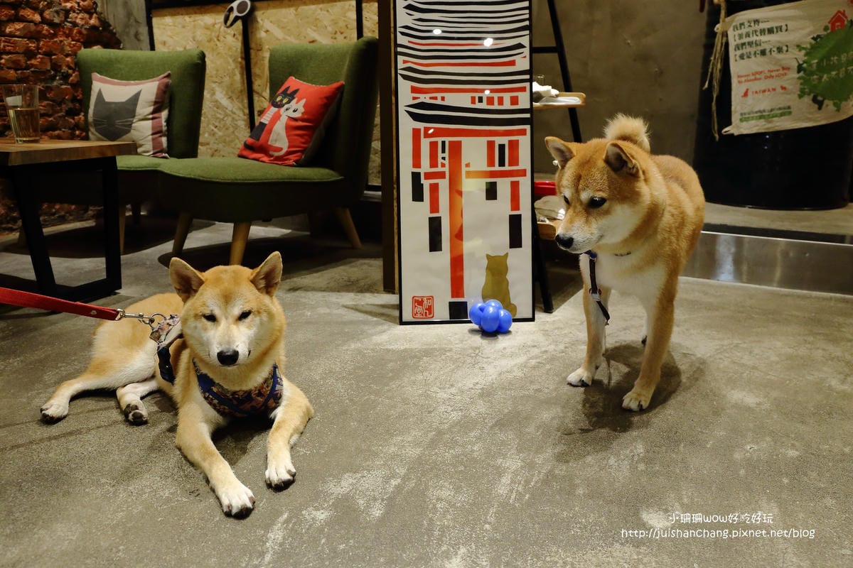 【食。永和】捲尾巴寵物友善餐廳X複合式小酒館～有柴犬店長陪吃飯，萌指數破表！老闆手作創意料理，還有意想不到的限量菜色喔！