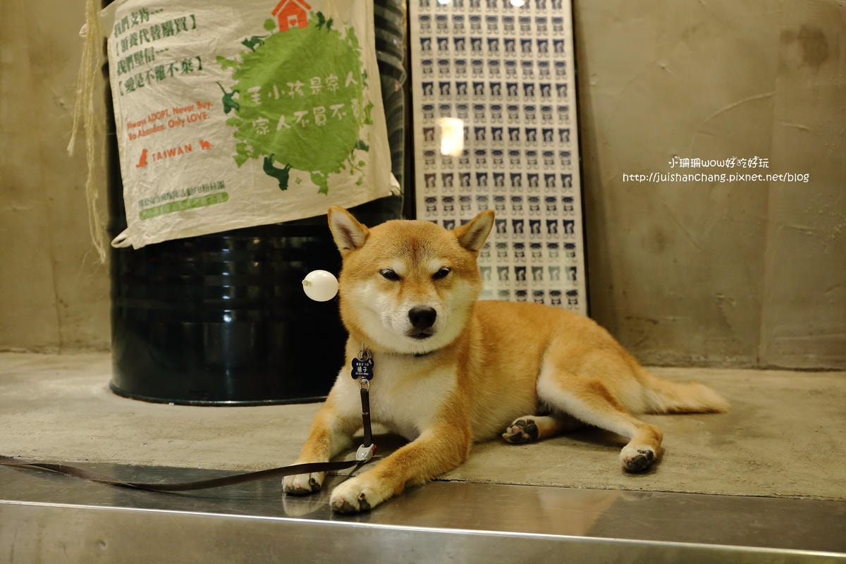 【食。永和】捲尾巴寵物友善餐廳X複合式小酒館有柴犬店長陪吃飯,萌指數破表!老闆手作創意料理,還有意想不到的限量菜色喔!