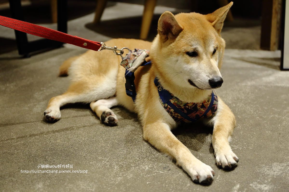 【食。永和】捲尾巴寵物友善餐廳X複合式小酒館～有柴犬店長陪吃飯，萌指數破表！老闆手作創意料理，還有意想不到的限量菜色喔！