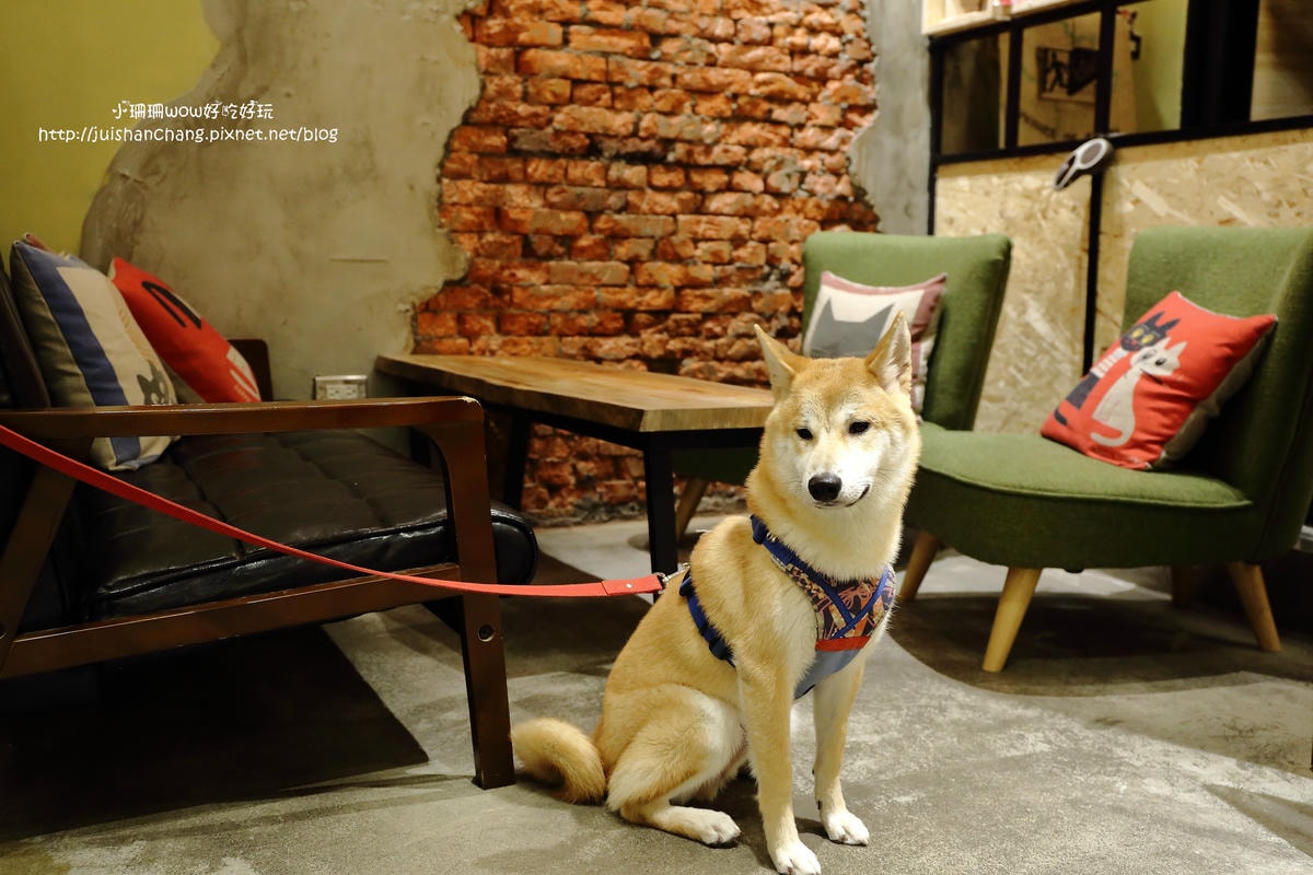 【食。永和】捲尾巴寵物友善餐廳X複合式小酒館有柴犬店長陪吃飯,萌指數破表!老闆手作創意料理,還有意想不到的限量菜色喔!