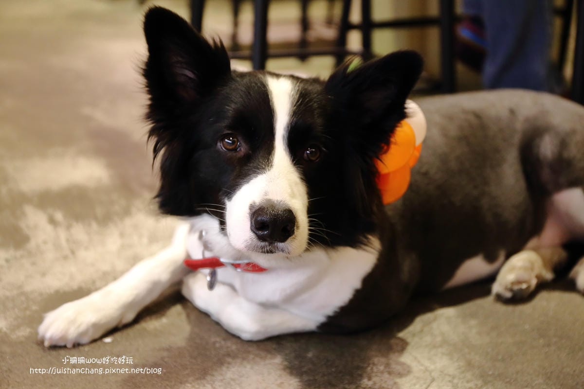 【食。永和】捲尾巴寵物友善餐廳X複合式小酒館～有柴犬店長陪吃飯，萌指數破表！老闆手作創意料理，還有意想不到的限量菜色喔！