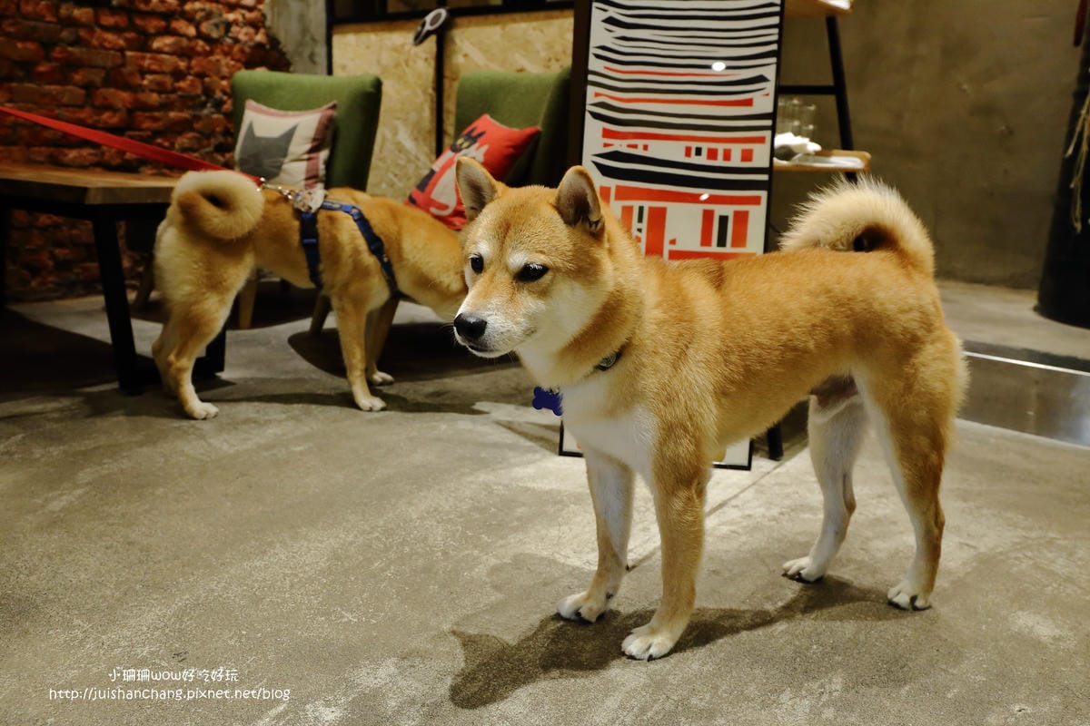 【食。永和】捲尾巴寵物友善餐廳X複合式小酒館～有柴犬店長陪吃飯，萌指數破表！老闆手作創意料理，還有意想不到的限量菜色喔！