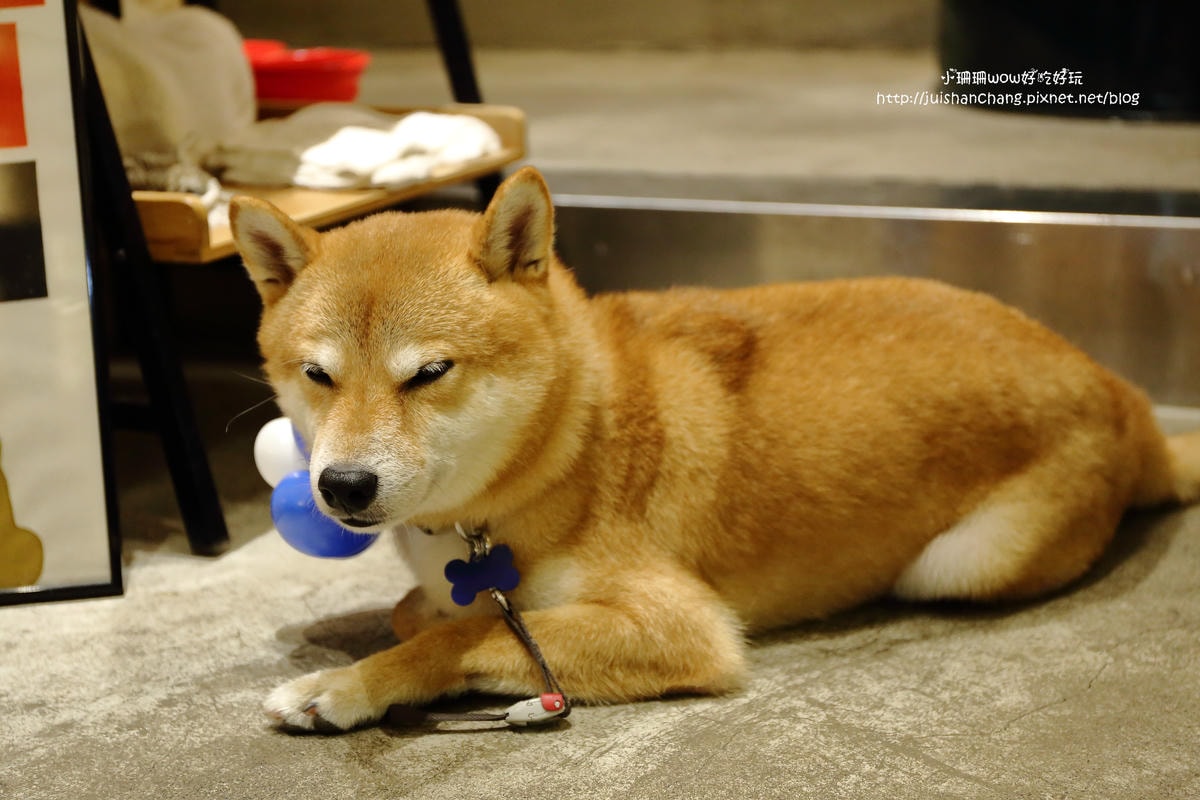 【食。永和】捲尾巴寵物友善餐廳X複合式小酒館有柴犬店長陪吃飯,萌指數破表!老闆手作創意料理,還有意想不到的限量菜色喔!