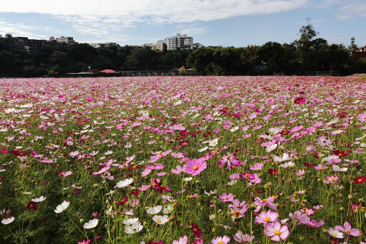 【遊。桃園】2016桃園花彩節～桃園5大花區，輪流綻放，遇見冬季最美的幸福！（大溪區+中壢區搶先看）　
