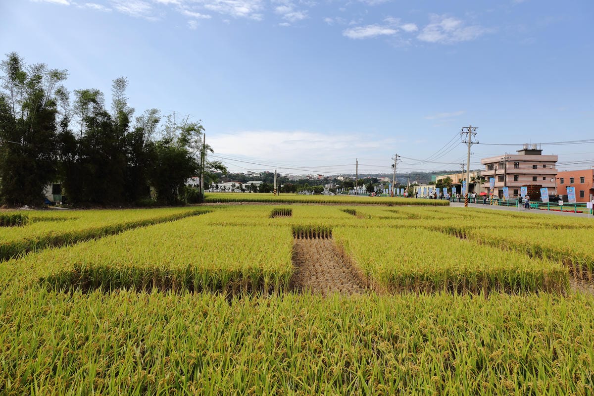 【遊。桃園】2016桃園花彩節～桃園5大花區，輪流綻放，遇見冬季最美的幸福！（大溪區+中壢區搶先看）　