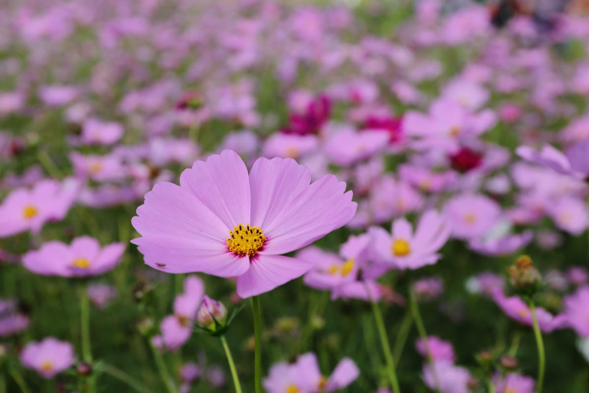 【遊。桃園】2016桃園花彩節～桃園5大花區，輪流綻放，遇見冬季最美的幸福！（大溪區+中壢區搶先看）　