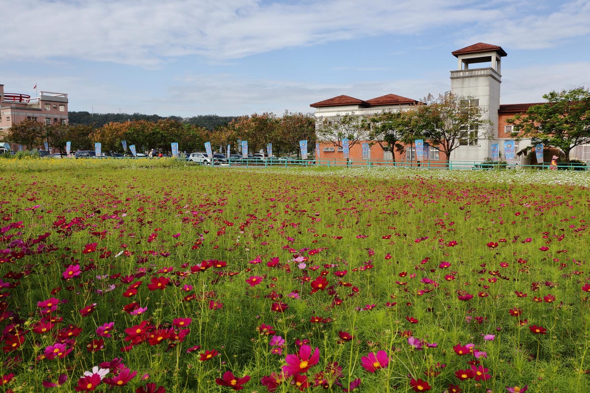 【遊。桃園】2016桃園花彩節～桃園5大花區，輪流綻放，遇見冬季最美的幸福！（大溪區+中壢區搶先看）　