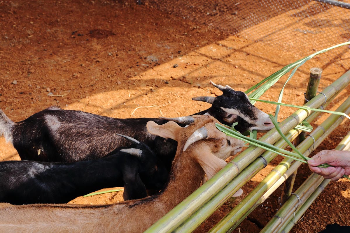【遊。桃園】2016桃園花彩節～桃園5大花區，輪流綻放，遇見冬季最美的幸福！（大溪區+中壢區搶先看）　