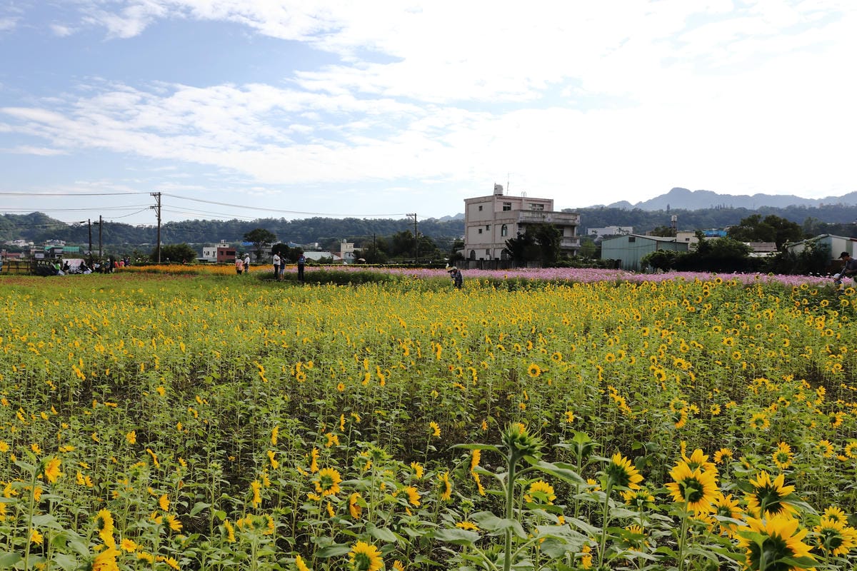 【遊。桃園】2016桃園花彩節～桃園5大花區，輪流綻放，遇見冬季最美的幸福！（大溪區+中壢區搶先看）　
