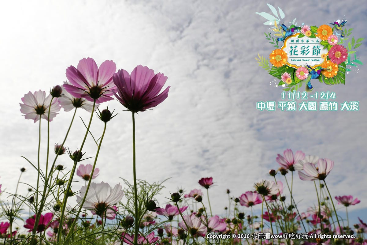 【遊。桃園】2016桃園花彩節～桃園5大花區，輪流綻放，遇見冬季最美的幸福！（大溪區+中壢區搶先看）　