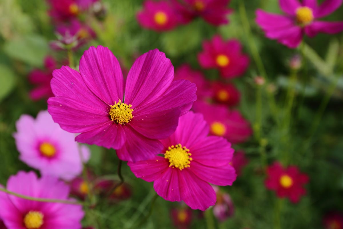 【遊。桃園】2016桃園花彩節～桃園5大花區，輪流綻放，遇見冬季最美的幸福！（大溪區+中壢區搶先看）　
