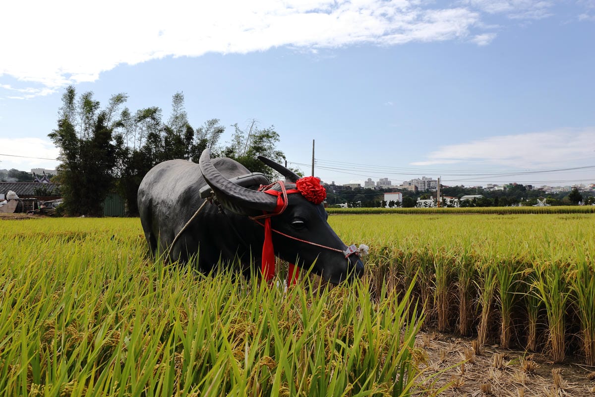 【遊。桃園】2016桃園花彩節～桃園5大花區，輪流綻放，遇見冬季最美的幸福！（大溪區+中壢區搶先看）　