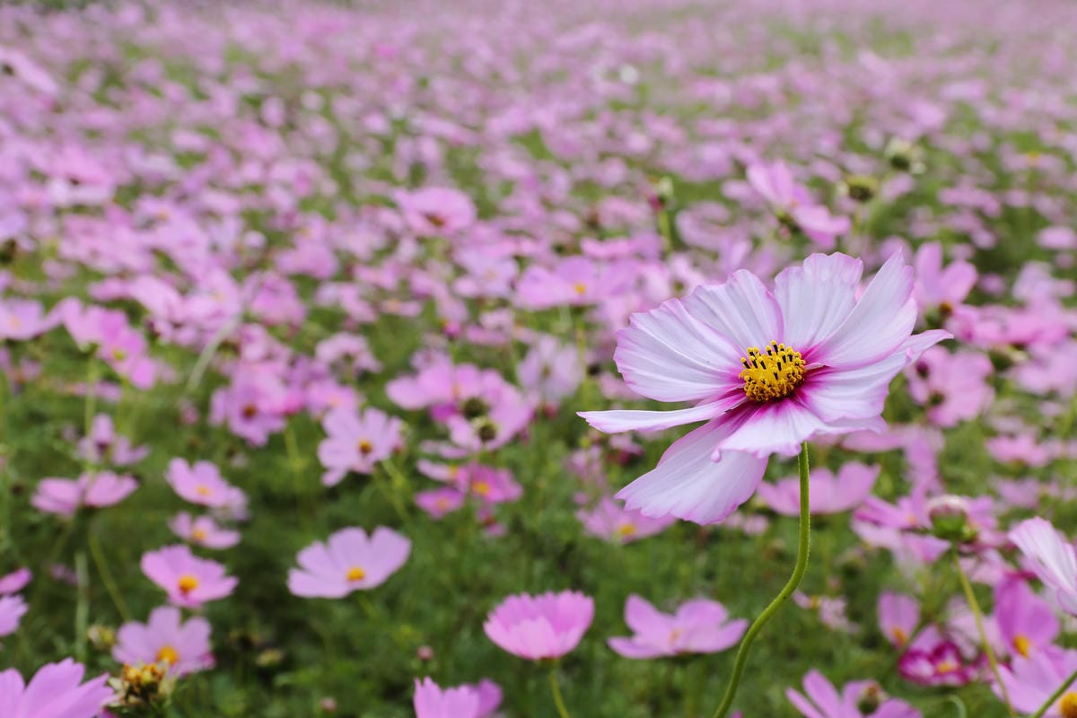 【遊。桃園】2016桃園花彩節～桃園5大花區，輪流綻放，遇見冬季最美的幸福！（大溪區+中壢區搶先看）　