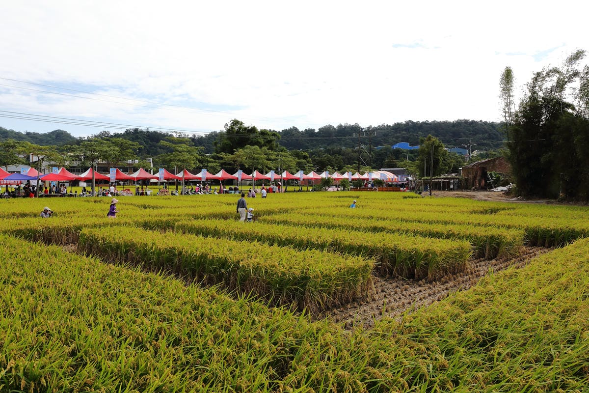 【遊。桃園】2016桃園花彩節～桃園5大花區，輪流綻放，遇見冬季最美的幸福！（大溪區+中壢區搶先看）　