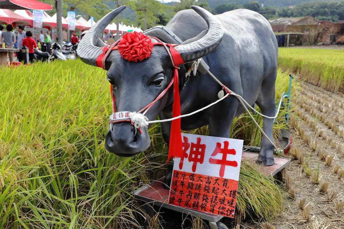 【遊。桃園】2016桃園花彩節～桃園5大花區，輪流綻放，遇見冬季最美的幸福！（大溪區+中壢區搶先看）　