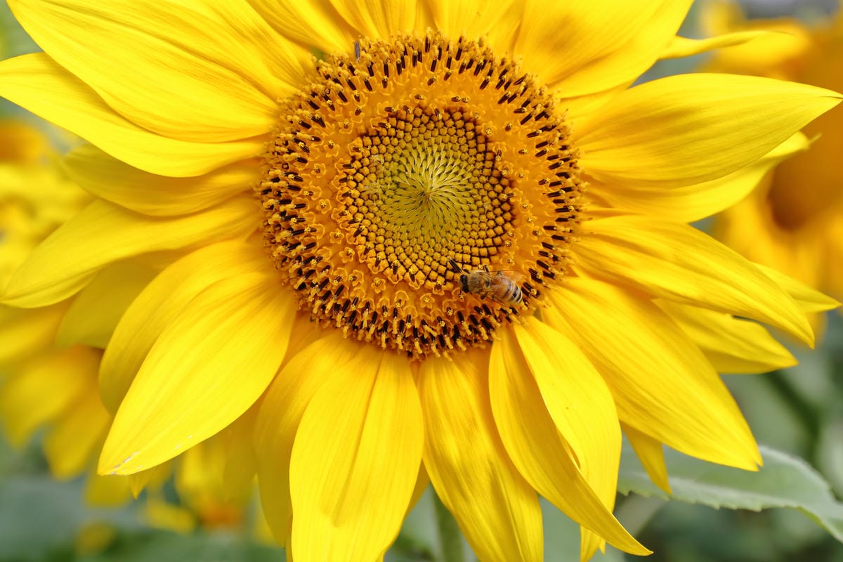 【遊。桃園】2016桃園花彩節～桃園5大花區，輪流綻放，遇見冬季最美的幸福！（大溪區+中壢區搶先看）　