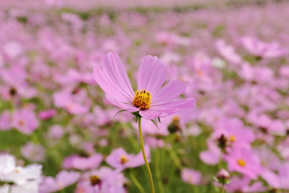 【遊。桃園】2016桃園花彩節～桃園5大花區，輪流綻放，遇見冬季最美的幸福！（大溪區+中壢區搶先看）　