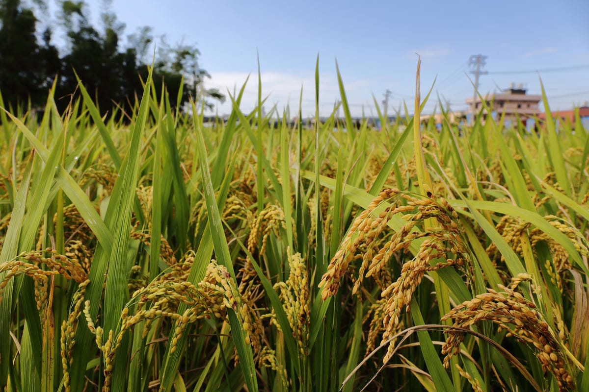 【遊。桃園】2016桃園花彩節～桃園5大花區，輪流綻放，遇見冬季最美的幸福！（大溪區+中壢區搶先看）　