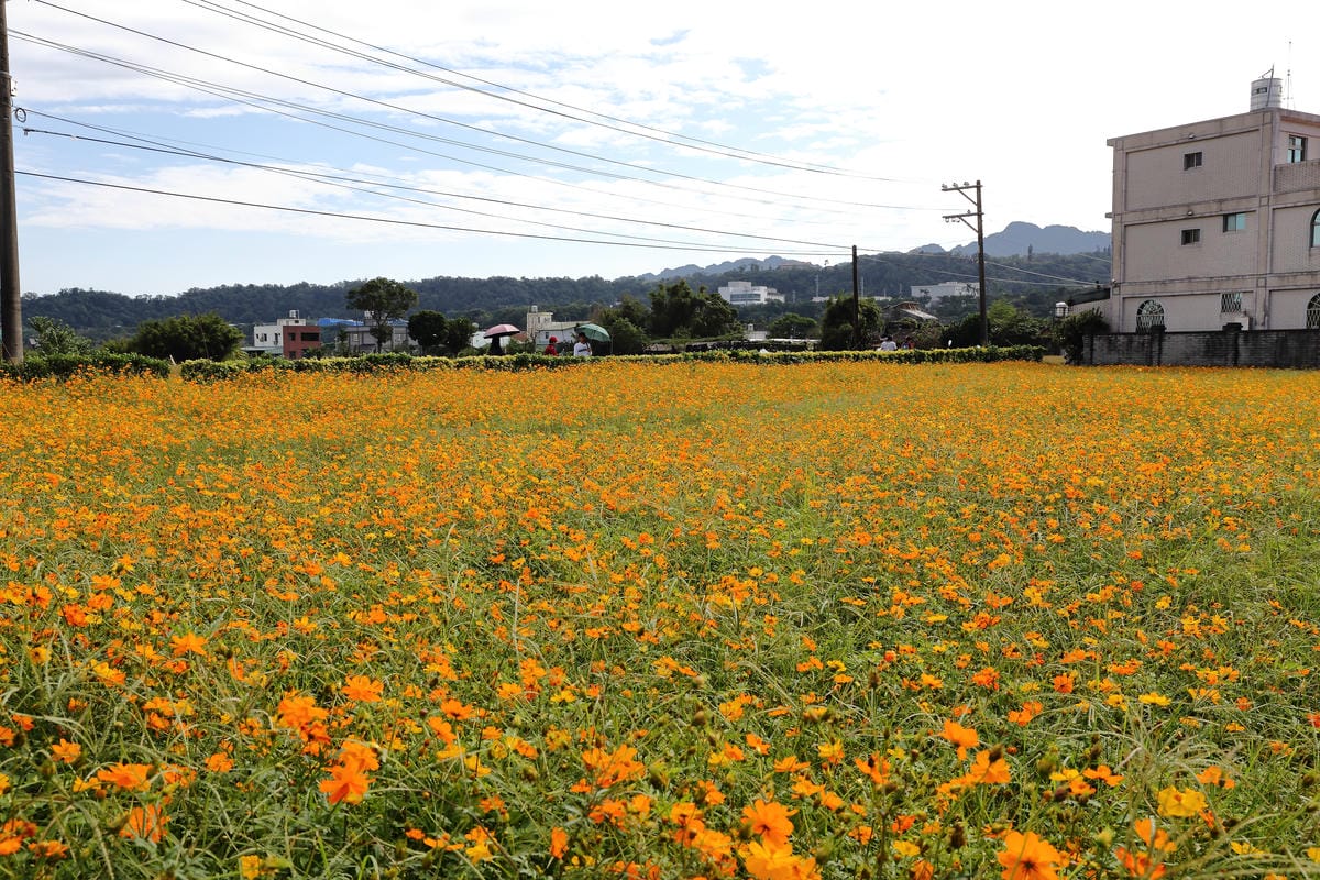 【遊。桃園】2016桃園花彩節～桃園5大花區，輪流綻放，遇見冬季最美的幸福！（大溪區+中壢區搶先看）　