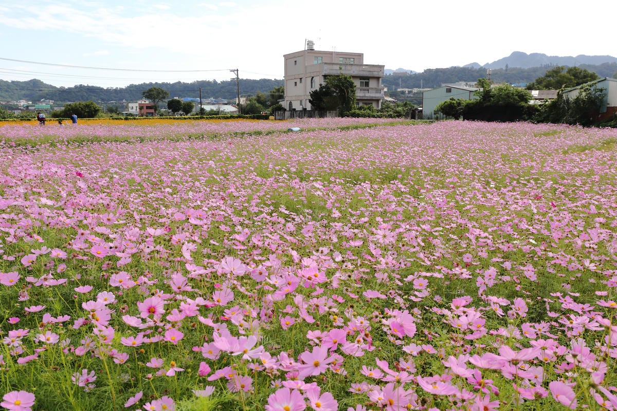 【遊。桃園】2016桃園花彩節～桃園5大花區，輪流綻放，遇見冬季最美的幸福！（大溪區+中壢區搶先看）　