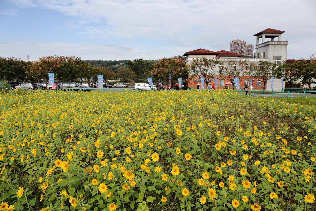 【遊。桃園】2016桃園花彩節～桃園5大花區，輪流綻放，遇見冬季最美的幸福！（大溪區+中壢區搶先看）　