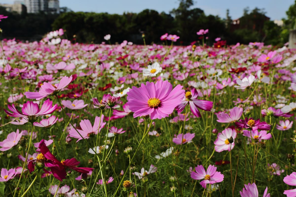【遊。桃園】2016桃園花彩節～桃園5大花區，輪流綻放，遇見冬季最美的幸福！（大溪區+中壢區搶先看）　