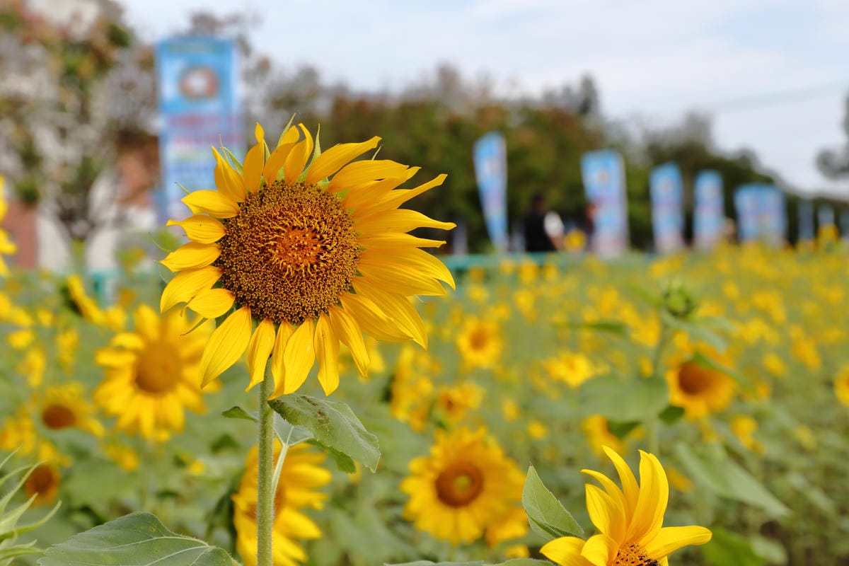 【遊。桃園】2016桃園花彩節～桃園5大花區，輪流綻放，遇見冬季最美的幸福！（大溪區+中壢區搶先看）　