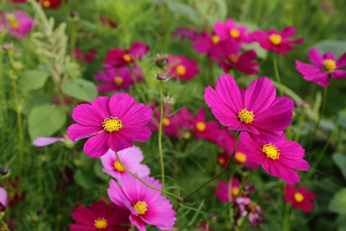【遊。桃園】2016桃園花彩節～桃園5大花區，輪流綻放，遇見冬季最美的幸福！（大溪區+中壢區搶先看）　