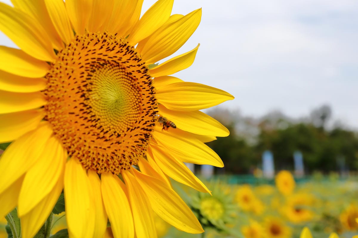 【遊。桃園】2016桃園花彩節～桃園5大花區，輪流綻放，遇見冬季最美的幸福！（大溪區+中壢區搶先看）　