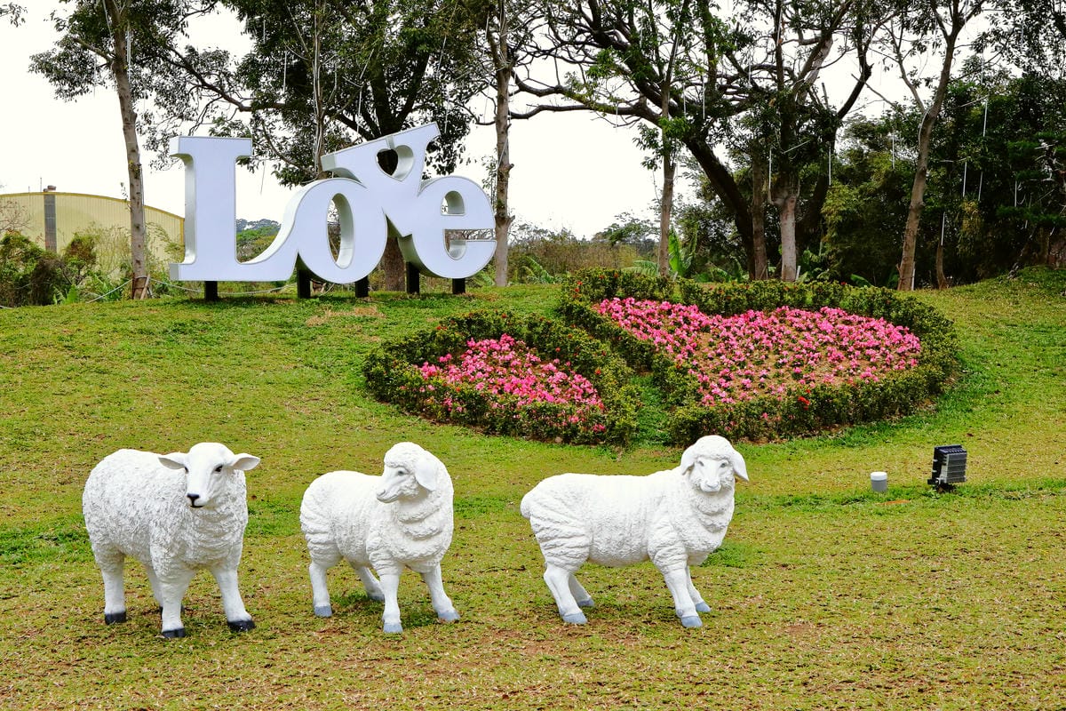 【食。平鎮】HoneyWood Cafe～IG新熱門打卡景點出爐！非拍不可！夢幻玫瑰花牆讓你拍個夠！