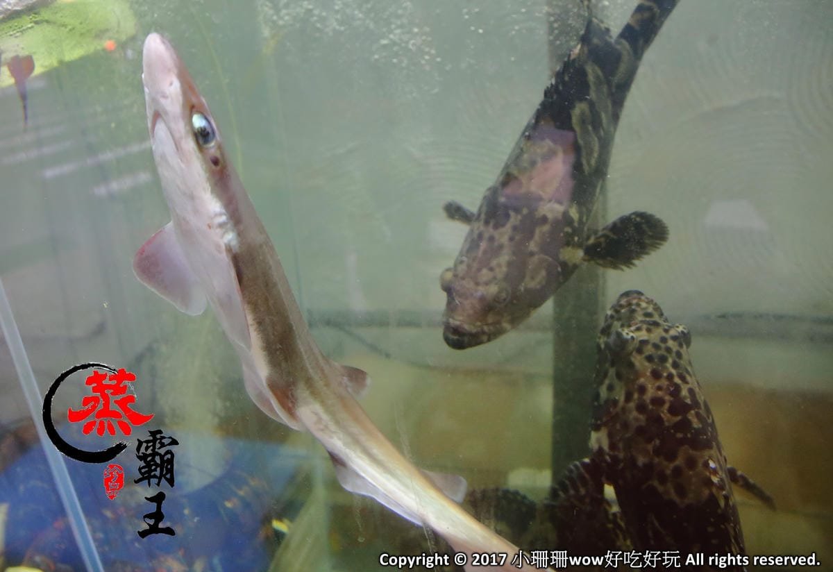 【食。內湖】蒸霸王 蒸氣海鮮塔～內湖/活海鮮料理新開幕！有青才敢大聲！用「蒸」的才吃得到海鮮原味！