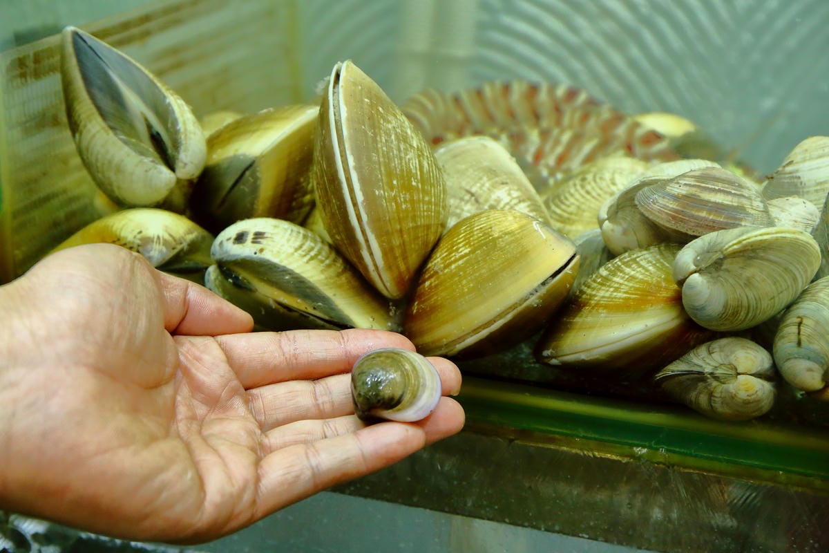 【食。內湖】蒸霸王 蒸氣海鮮塔～內湖/活海鮮料理新開幕！有青才敢大聲！用「蒸」的才吃得到海鮮原味！