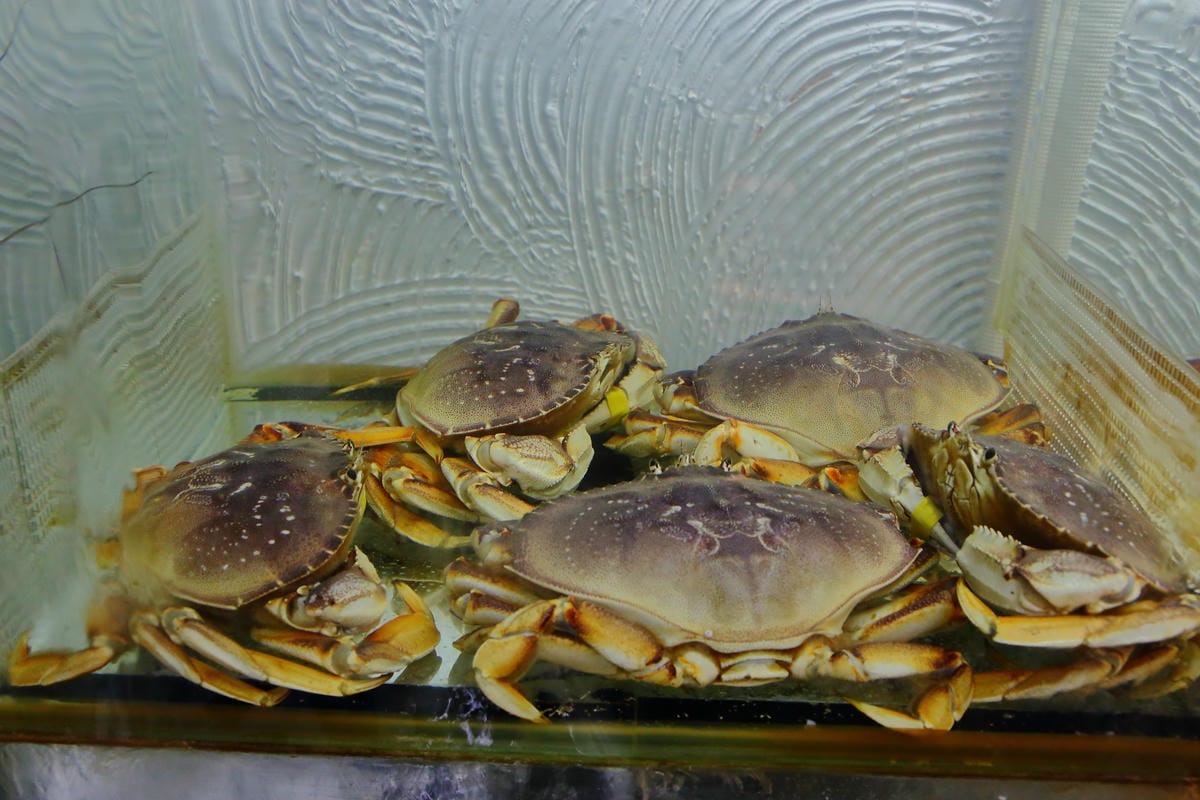 【食。內湖】蒸霸王 蒸氣海鮮塔～內湖/活海鮮料理新開幕！有青才敢大聲！用「蒸」的才吃得到海鮮原味！